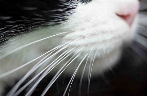 Cat Whisker Protection: Warding Off Negative Energies